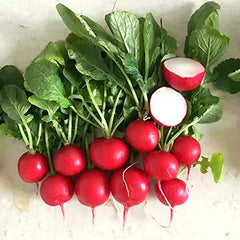 100 Cherry Belle Radish Vegetable Non-gmo Heirloom Seeds