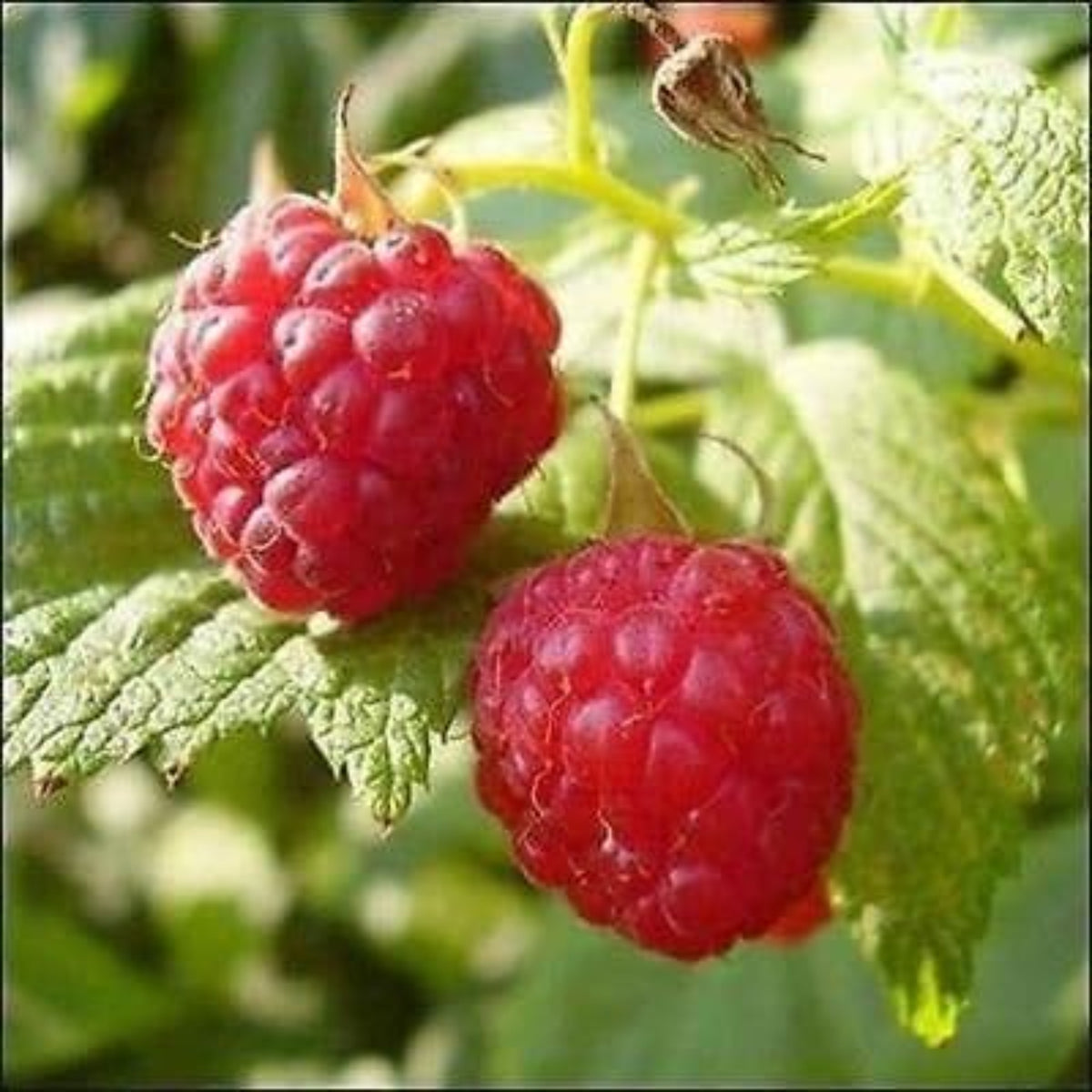 100 Red Raspberry Seeds Berry Garden Vine Fruit Seeds Rubus idaeus