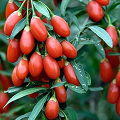 100 Lycium Chinense Red Goji Berry Wolfberry seeds