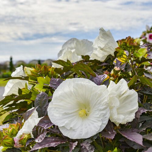 100 Cookies and Cream Hibiscus Hardy Flower Perennials Seeds