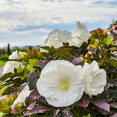 100 Cookies and Cream Hibiscus Hardy Flower Perennials Seeds