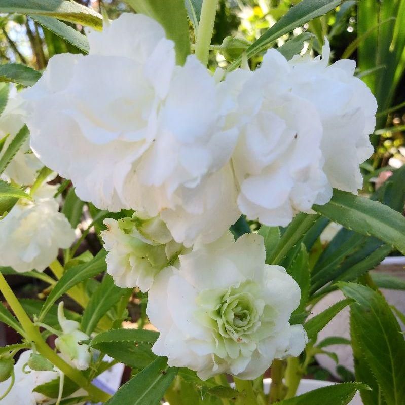 200 White Impatiens Balsamina Balsam Seeds Touch Me Not