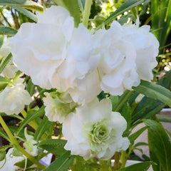 200 White Impatiens Balsamina Balsam Seeds Touch Me Not