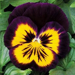 100 Karma Midnight Sun Pansy Flower Seeds