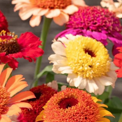 300 Crestar Mix Zinnia Flower Seeds