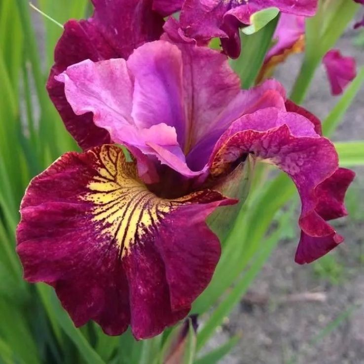 100 Miss Apple Iris Seeds
