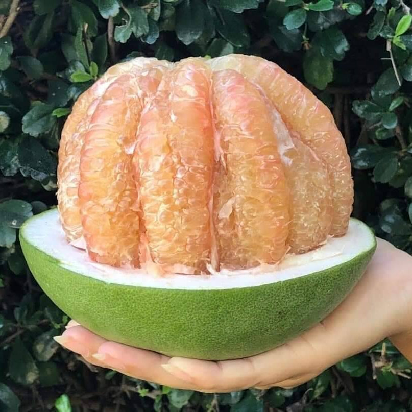 Person holding a halved pomelo fruit against a green leafy background