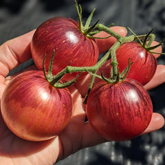 50 Dwarf Striped Balkan Tiger Vegetable Seeds