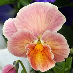 100 Pastel Pansy Flower Seeds
