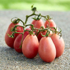 100 Thai Pink Egg Tomato Vegetable Non-gmo Heirloom Seeds
