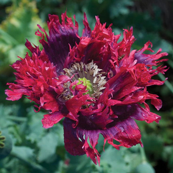 Close-up of a vibrant red and purple flower with a blurred green background