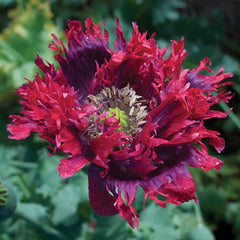Close-up of a vibrant red and purple flower with a blurred green background