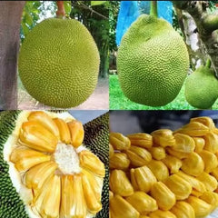 20 Everlasting Jackfruit Rare Sweetest Jack Fruit Seeds