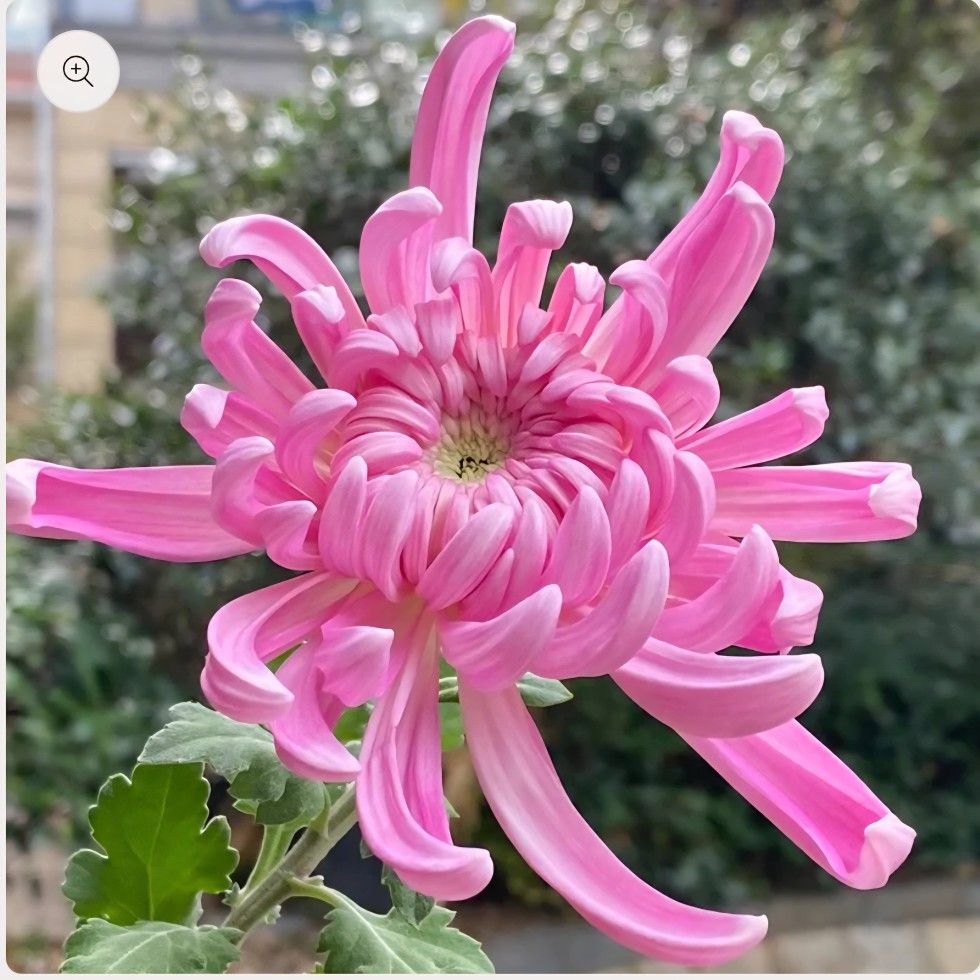 200 Pink Mum Chrysanthemum Flowers Seeds