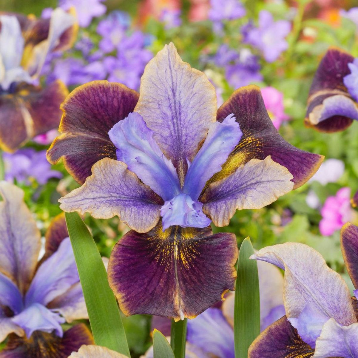 100 Black Joker Iris Seeds