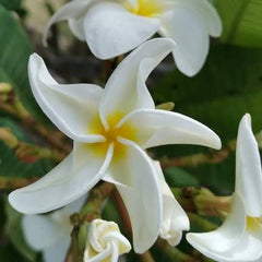 20 Thai Plumeria Frangipani Flower Seeds Varieties Name White Turbine