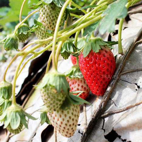 100 Thai Phraratchathan 80 Strawberry Fruit Seeds