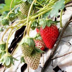 100 Thai Phraratchathan 80 Strawberry Fruit Seeds