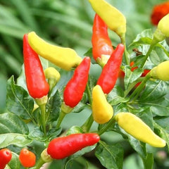 100 Karen Tobasco Thai Chili Pepper Seeds