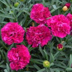 350 Funky Fuchsia Carnation Flower Dianthus Caryophyllus Seeds