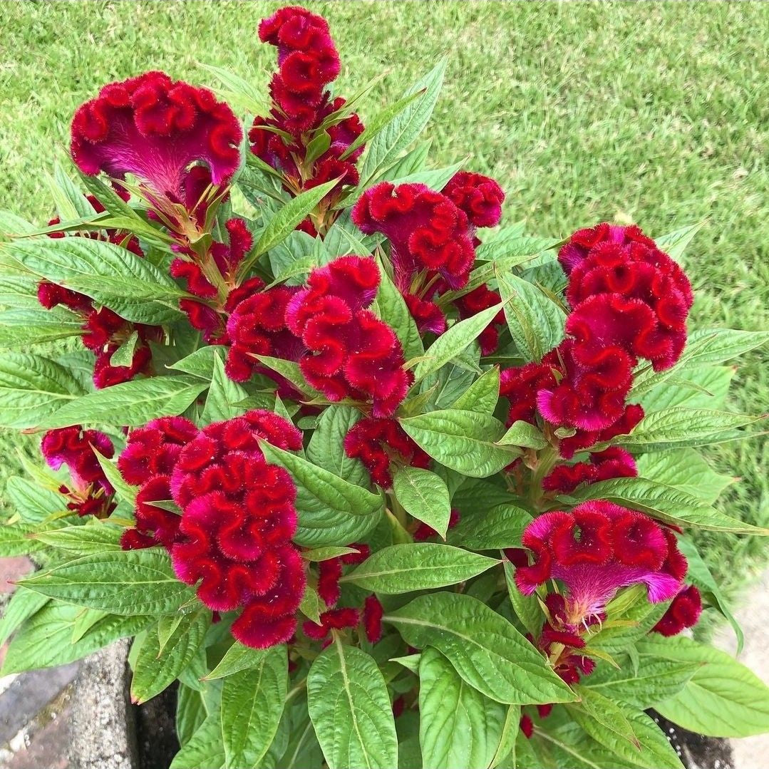 Bouquet of red cockscomb flowers with green leaves on a grassy background