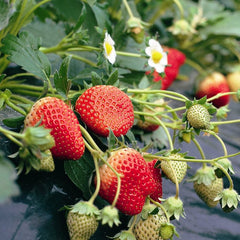 100 Tochiotome Japan Red Strawberry Organic Sweet Juicy Fruit Seeds
