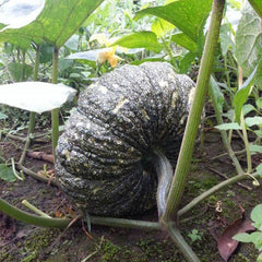 35  Khao Tok Thai Pumpkin Vegetable Seeds