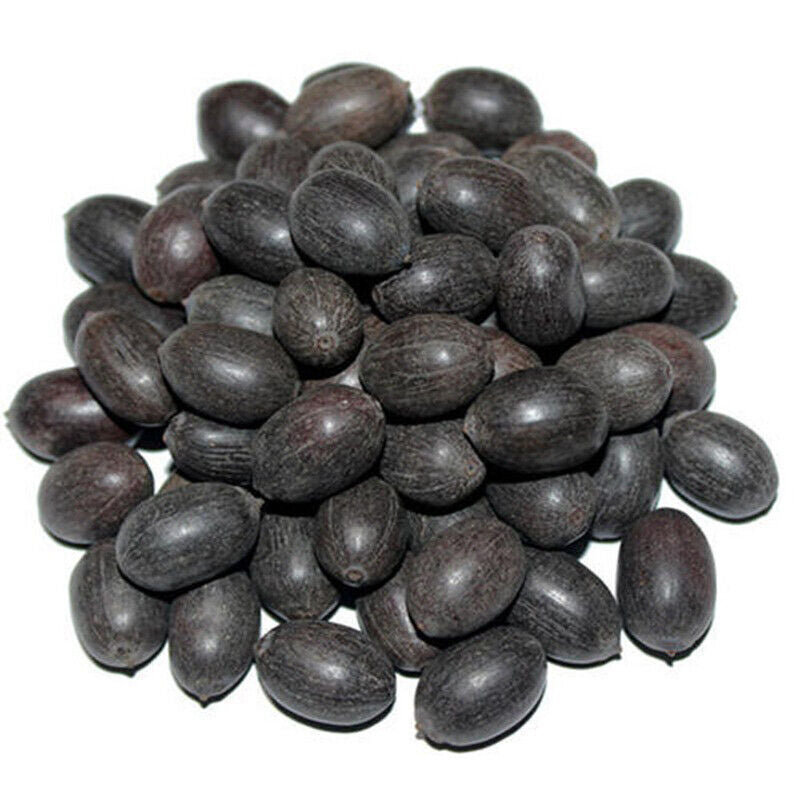 20 Thai Sacred Lotus Flower Seeds Varieties Name Buddha Raksa – JSPSeeds