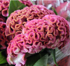 200 Pink Celosia Cristata Cockscomb Flowers Seeds