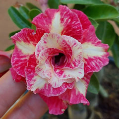 15 Thai Red Almeida Adenium Obesum Double layer Desert Rose Seeds