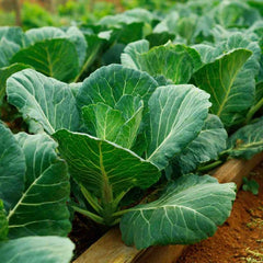 300 Brown Butter Collard Vegetable Heirloom Seeds