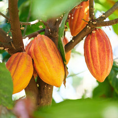 15 Cacao Bean Seeds Theobroma Cacao