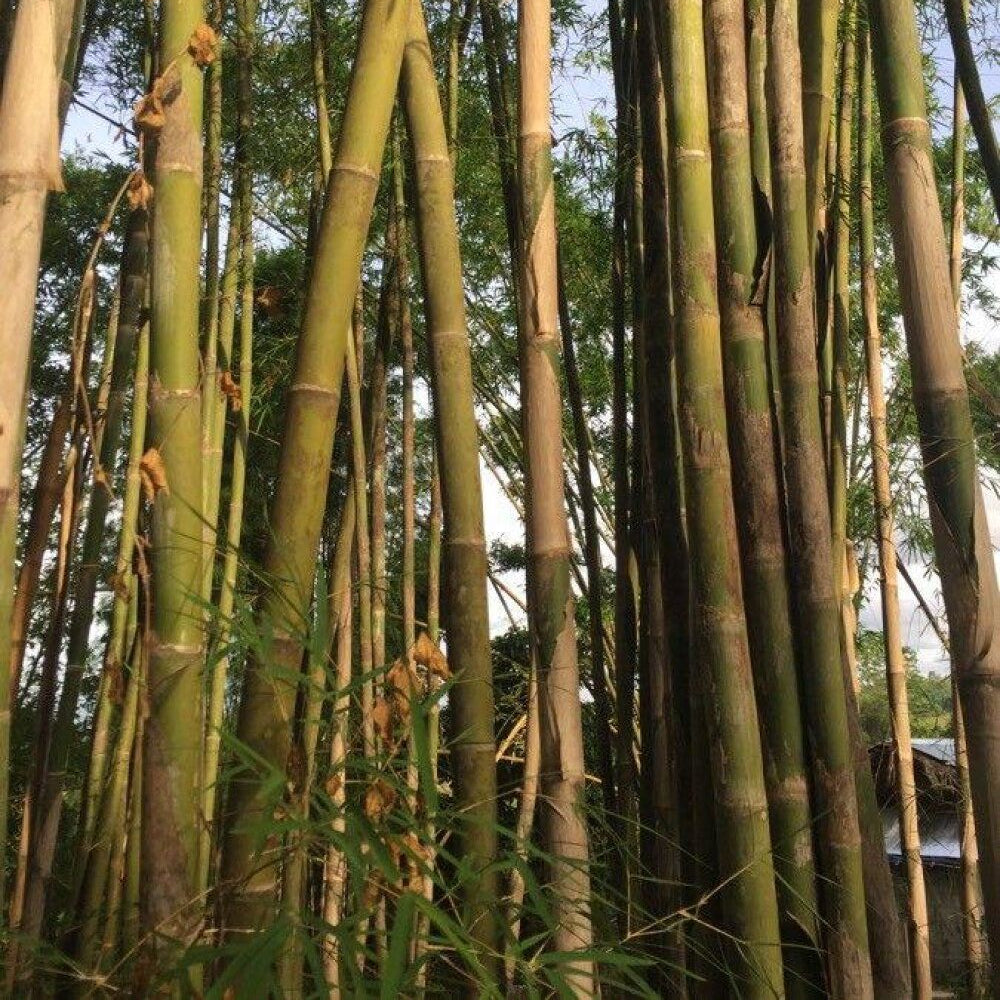 Tall bamboo stalks in a forest with sunlight filtering through the leaves