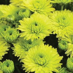 200 Key Lime Chrysanthemum Flowers Seeds