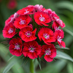 300 Dark Red Dianthus Sweet William Flower Seeds