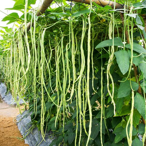 50 Thai Long Pole Bean Vegetable Heirloom Seeds