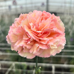 350 Sorbet Carnation Flower Dianthus Caryophyllus Seeds