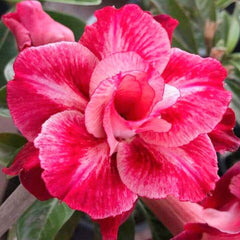15 Thai Pink Nawaratee Adenium Obesum Desert Rose Seeds