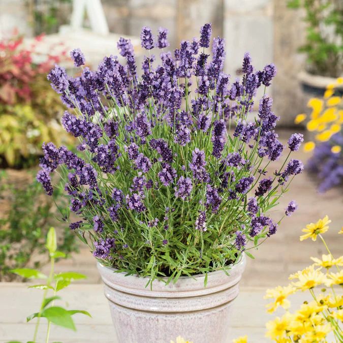 300 English Lavender Ellagance Purple Flower Seeds