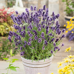300 English Lavender Ellagance Purple Flower Seeds