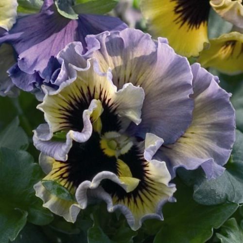 100 Frizzle Sizzle Yellow Blue Swirl Pansy Flower Seeds