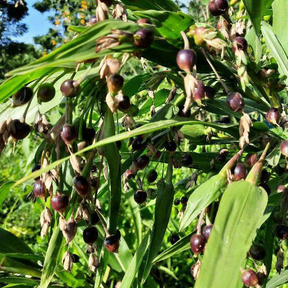 35 Job's Tears Adlay Millet Seeds