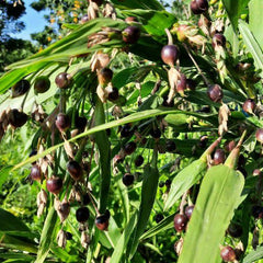 35 Job's Tears Adlay Millet Seeds