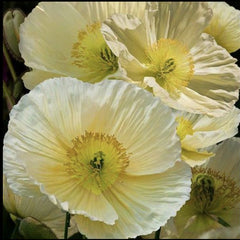 Close-up of light green poppies with a clear background
