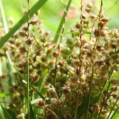 300 Golden Beardgrass Golden False Beardgrass Chrysopogon Aciculatus Seeds