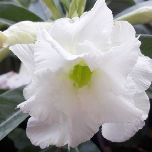 15 Thai White Karat Adenium Obesum Desert Rose Seeds