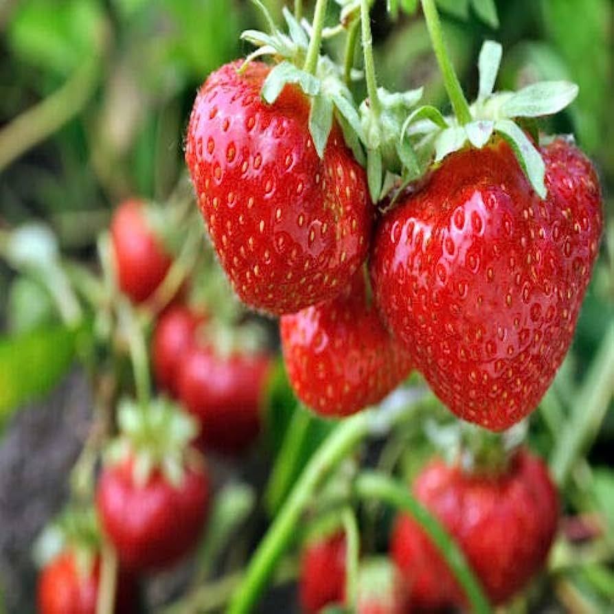 100 Sparkle June Bearing Strawberry Fruit Organic Sweet Non-GMO Seeds