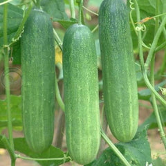 Three green cucumbers hanging on a vine with a blurred background