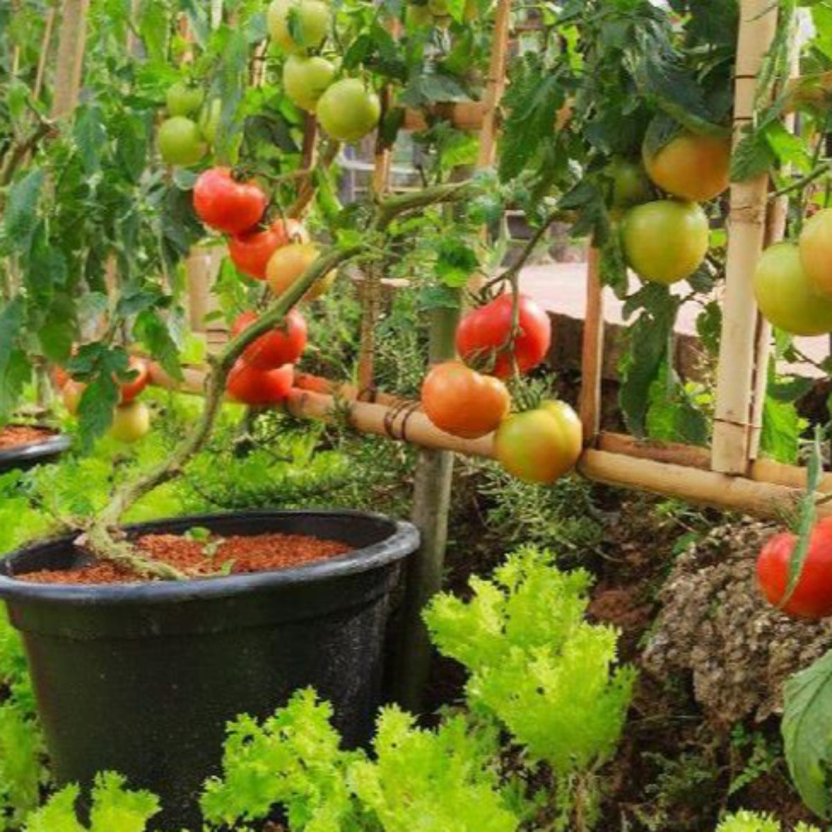 100 Rushed Outdoor Plants Garden Tomato Plantas Potted Heirloom Seeds (Vegetable Potted Plants)