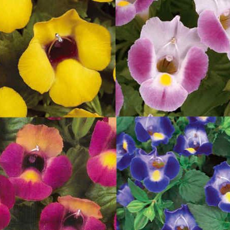 Collage of four different colored flowers: yellow, pink, purple, and blue.
